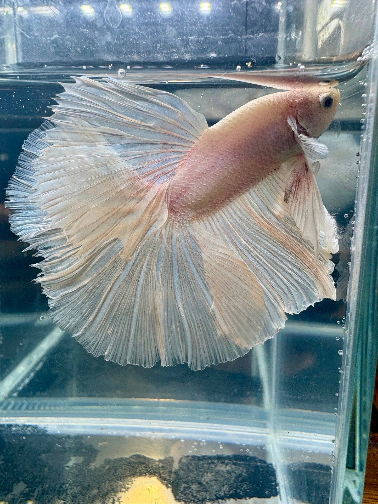 Dumbo White Halfmoon Male Betta | CG-83