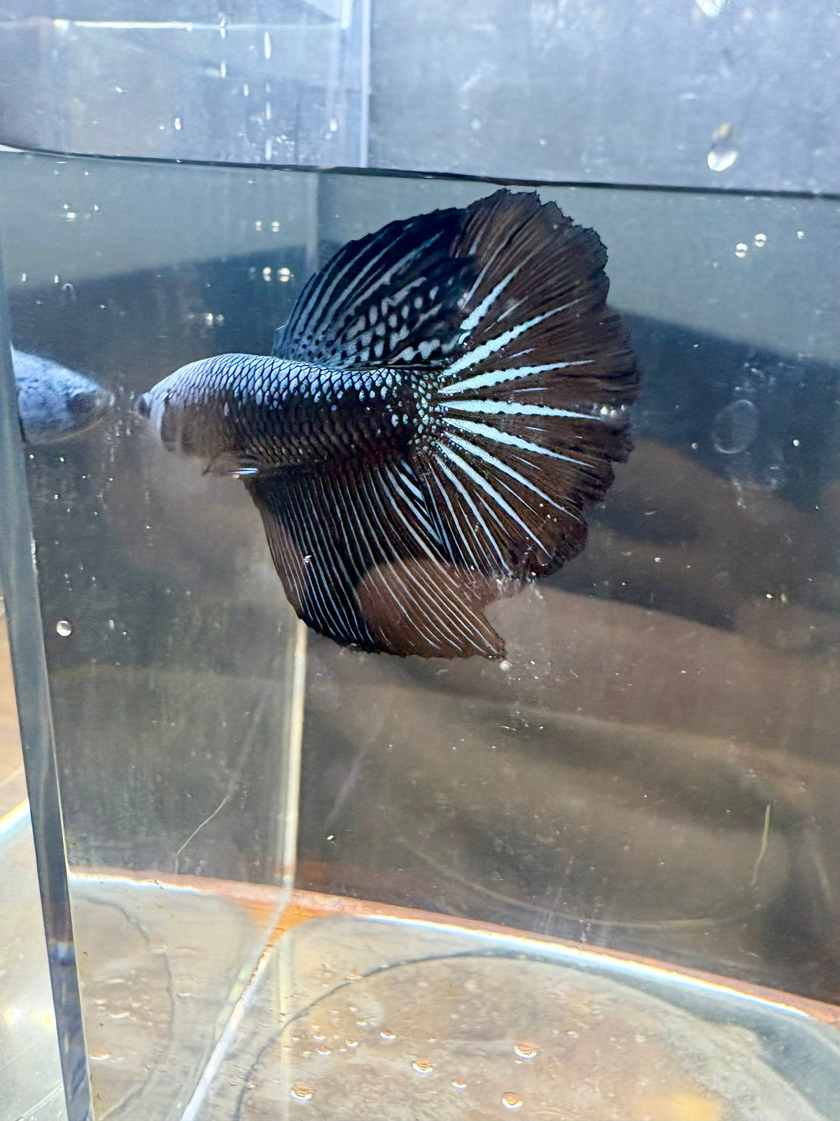 Samurai Gray Delta Male Betta | RZ-54