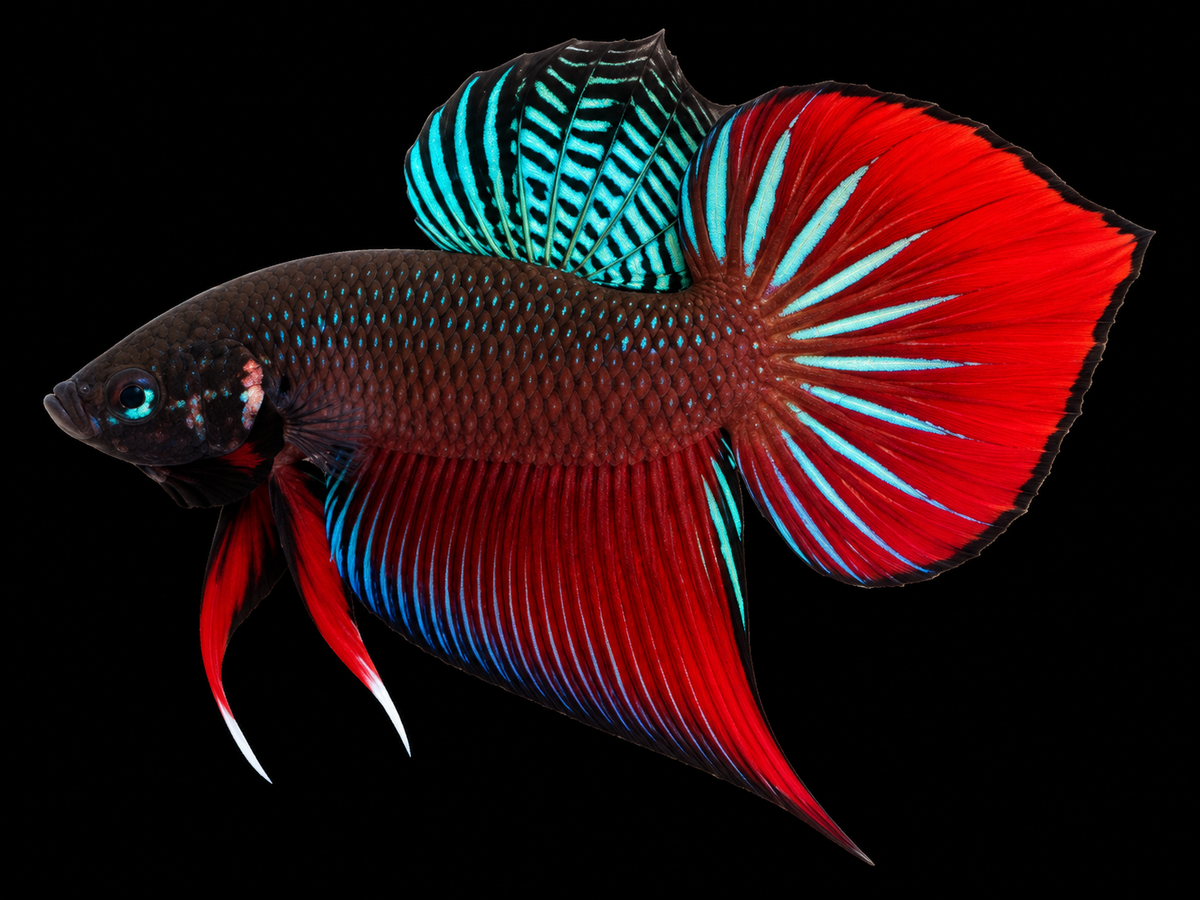 Green-Red Original Splendens Wild Bettas