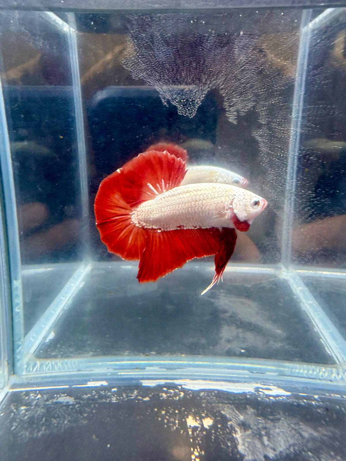 Red Dragon HMPK Male Betta | CG-269