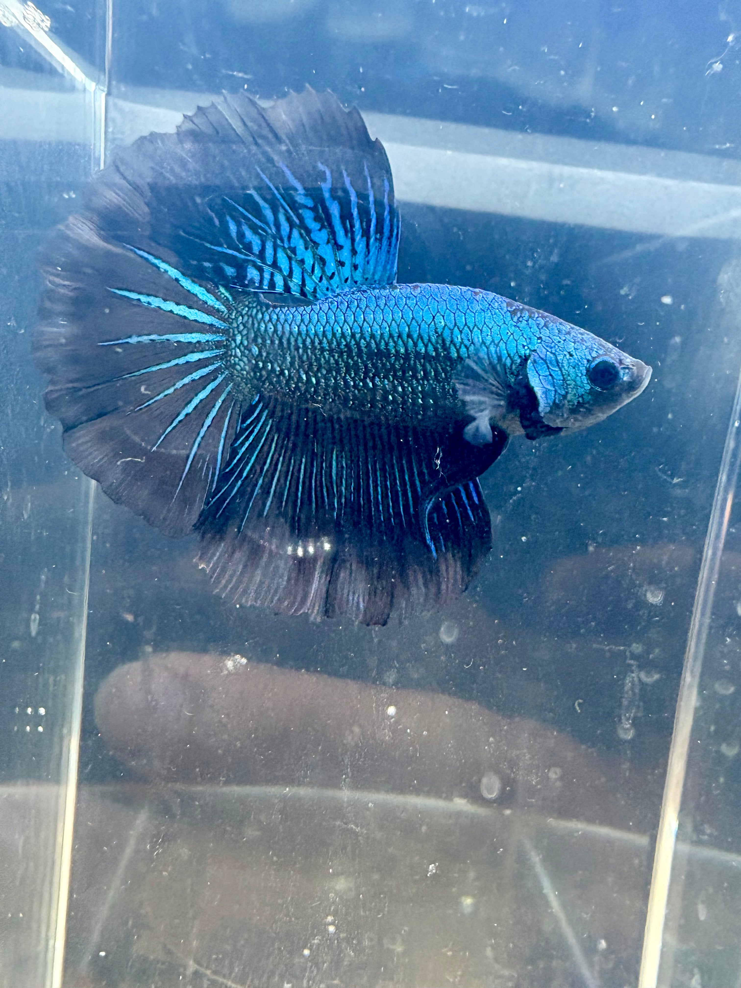 GREEN SAMURAI HM Male Betta | RZ-55