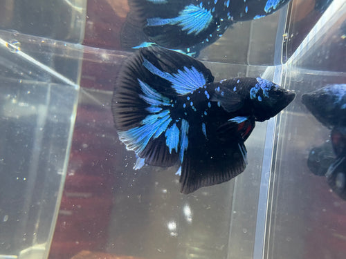 Avatar Galaxy HM Male Betta | RZ-6