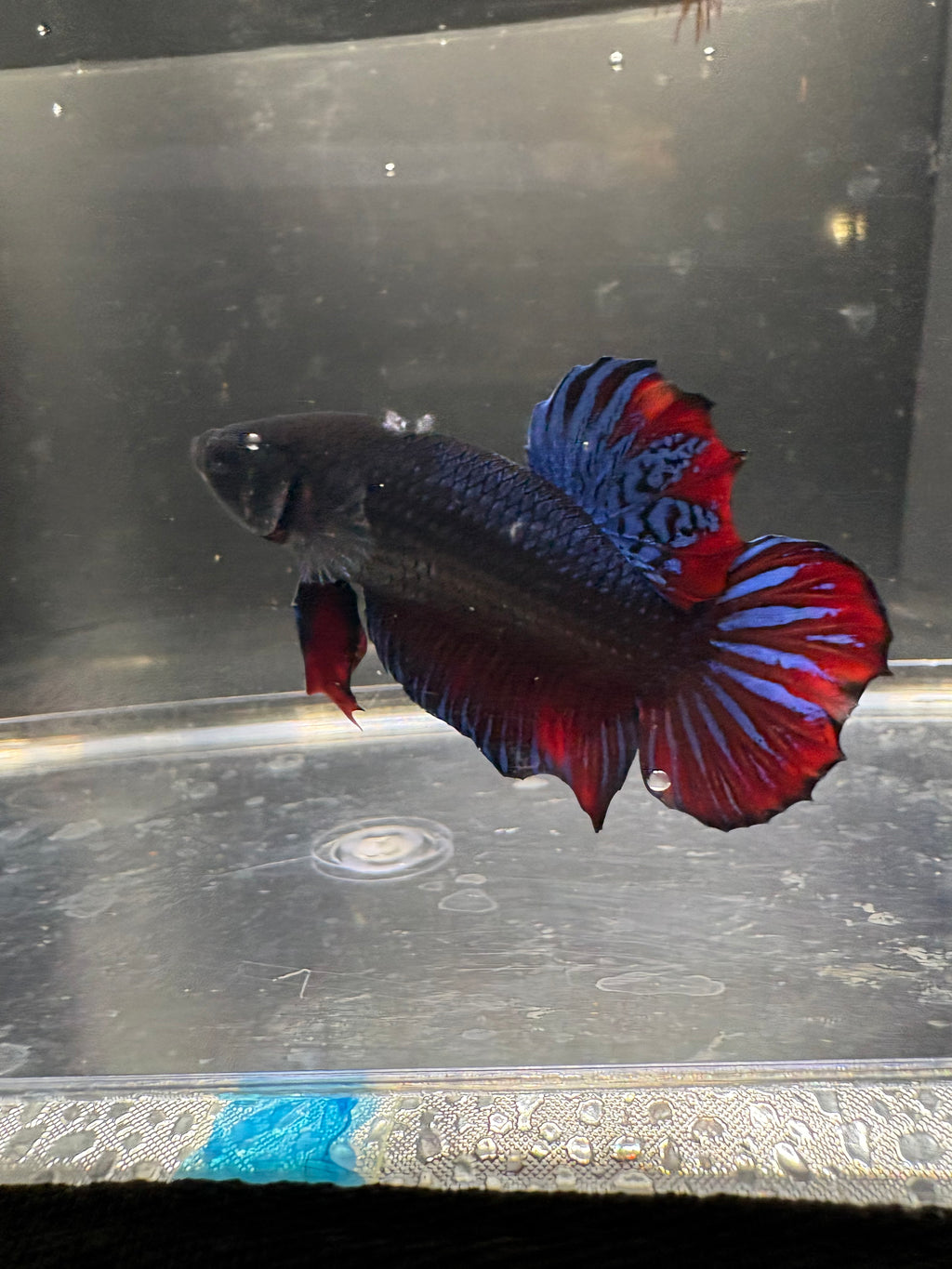 Blue Thai Fighter Breeding Pair (1)