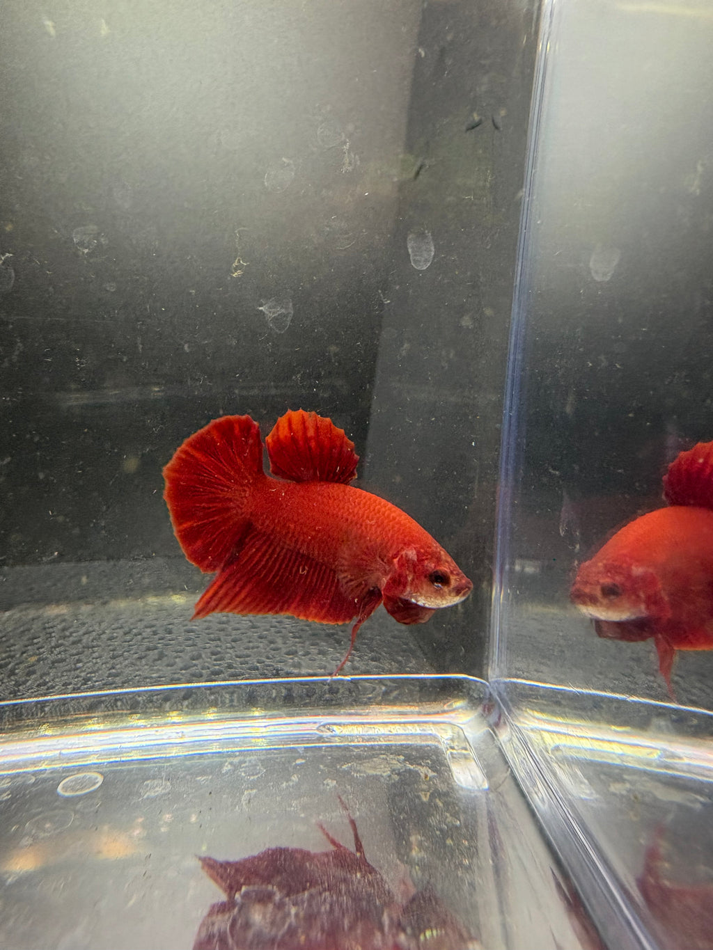 Super Red HMPK — M-028
