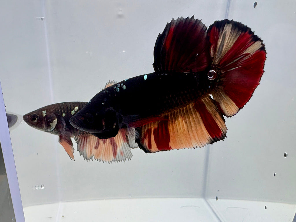 Giant Avatar Nemo Breeding Pair | RZ-66/RZ-67