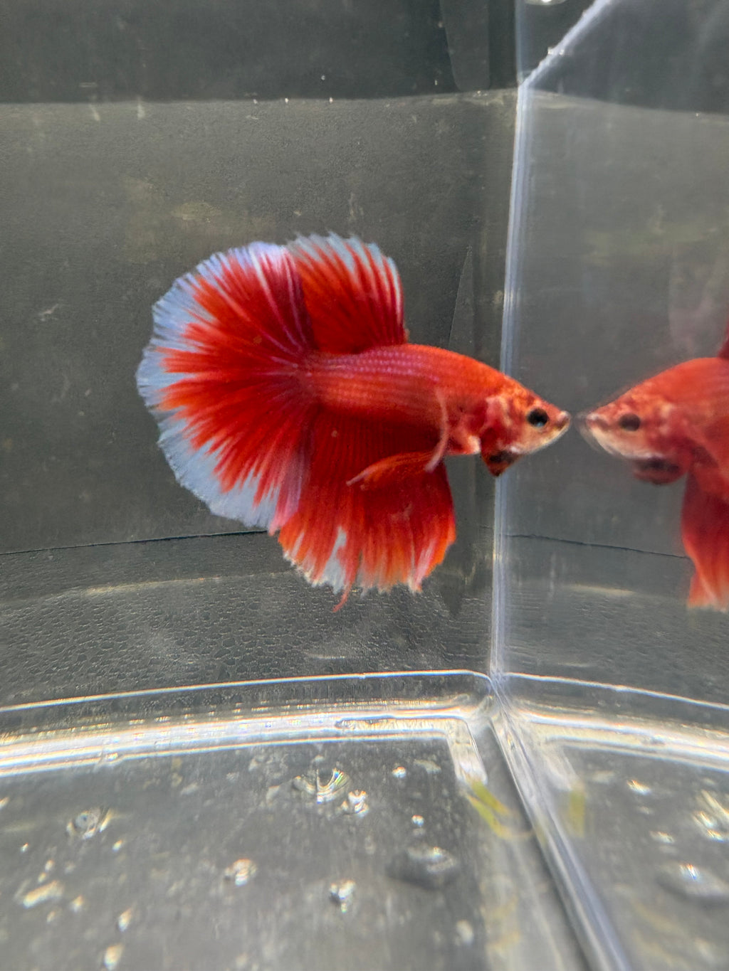 Butterfly Red Halfmoon — M-007