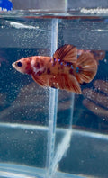 Nemo Male Betta | RZ-112