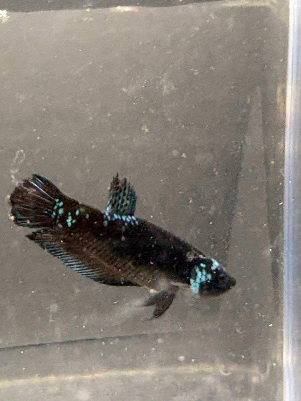 Premium Female blue Avatar HMPK— F-001