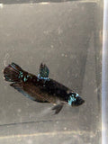 Premium Female blue Avatar HMPK— F-001