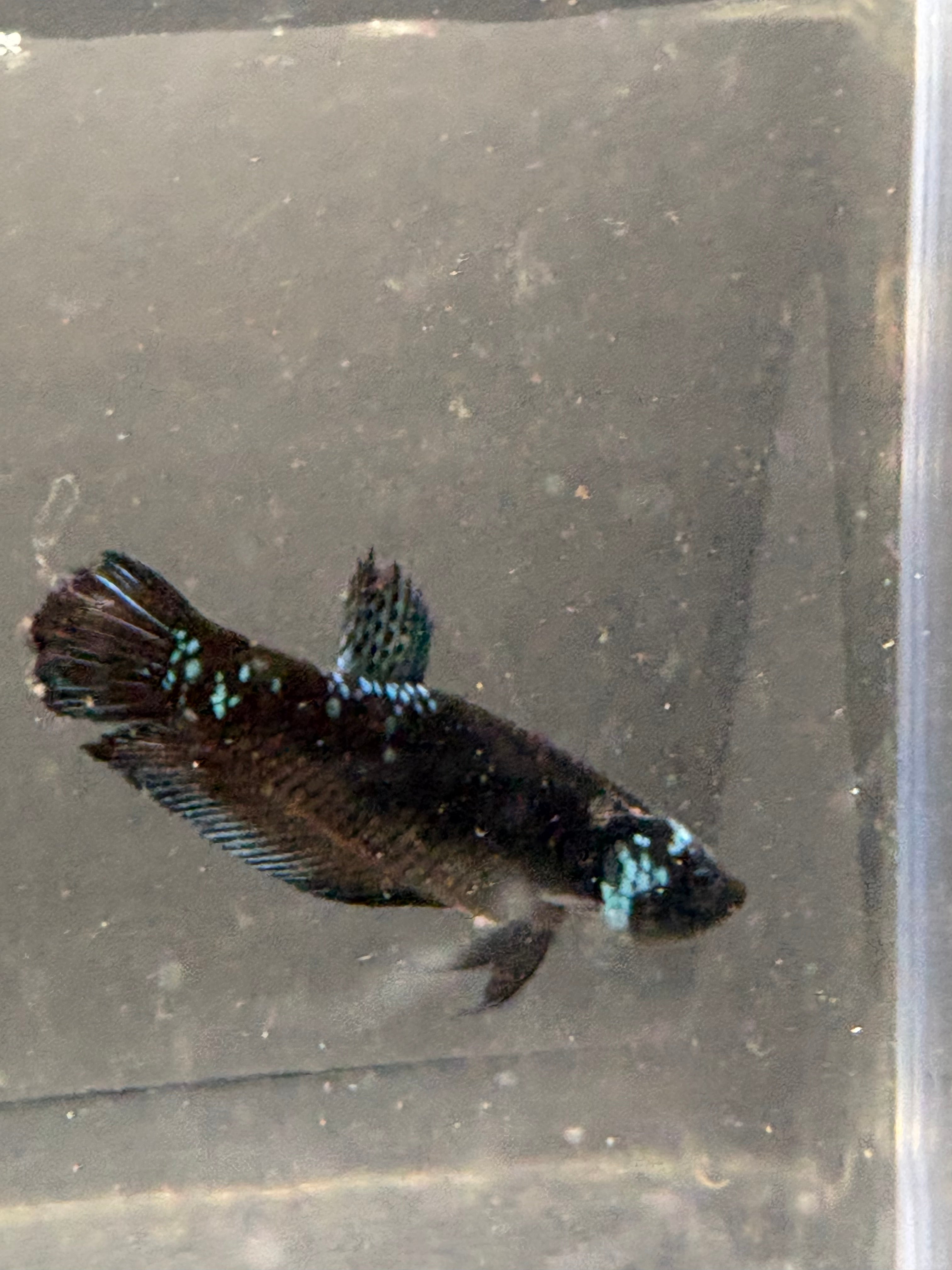 Premium Female blue Avatar HMPK— F-001