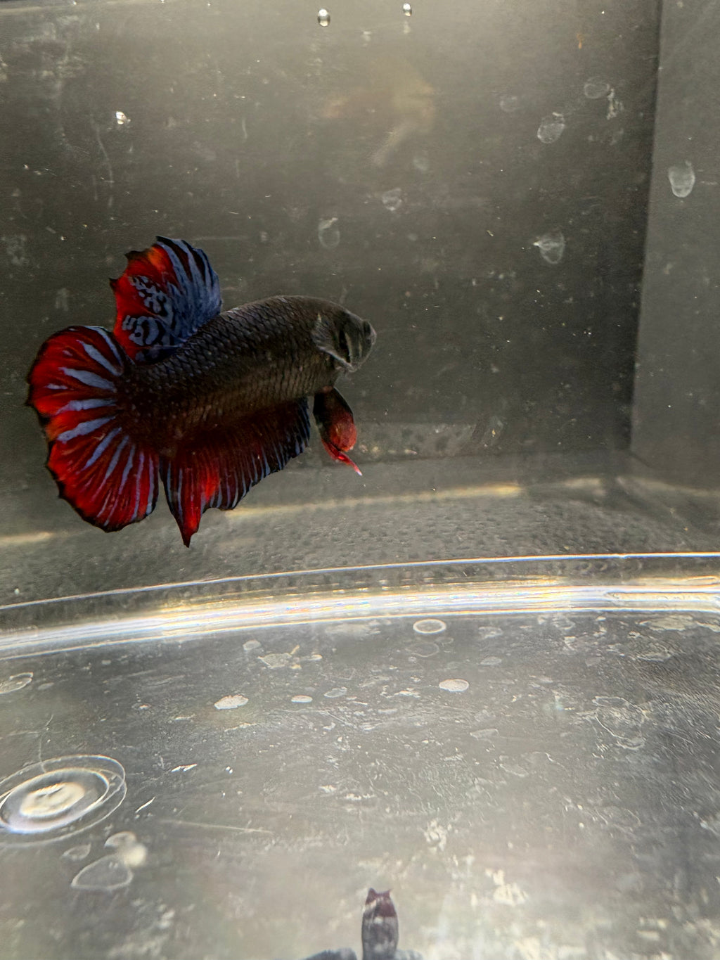 Blue Thai Fighter Breeding Pair (1)