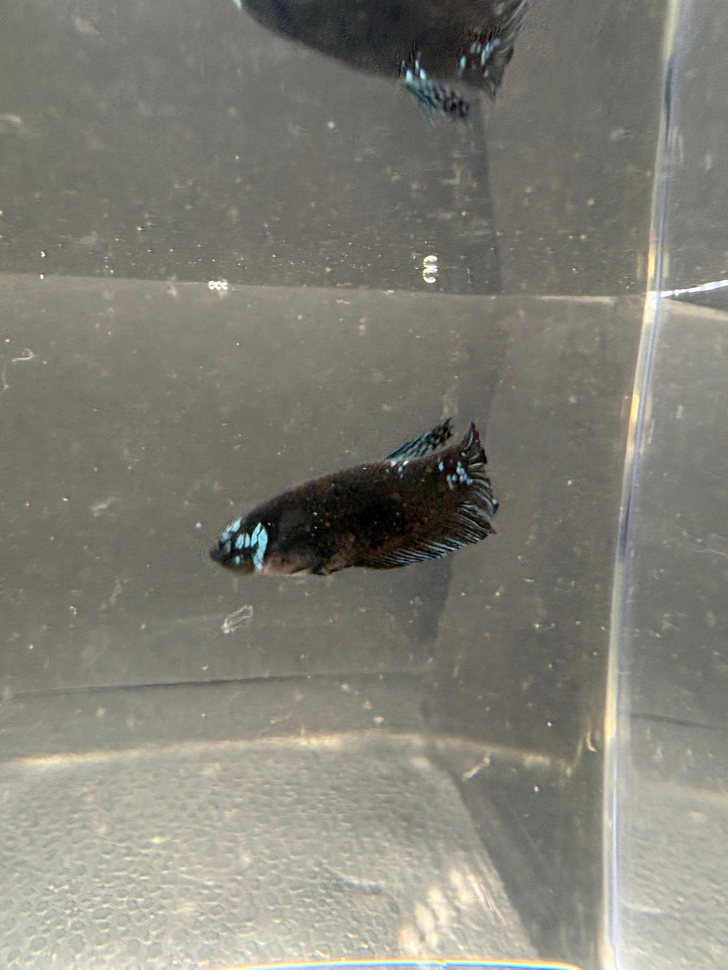 Premium Female blue Avatar HMPK— F-001