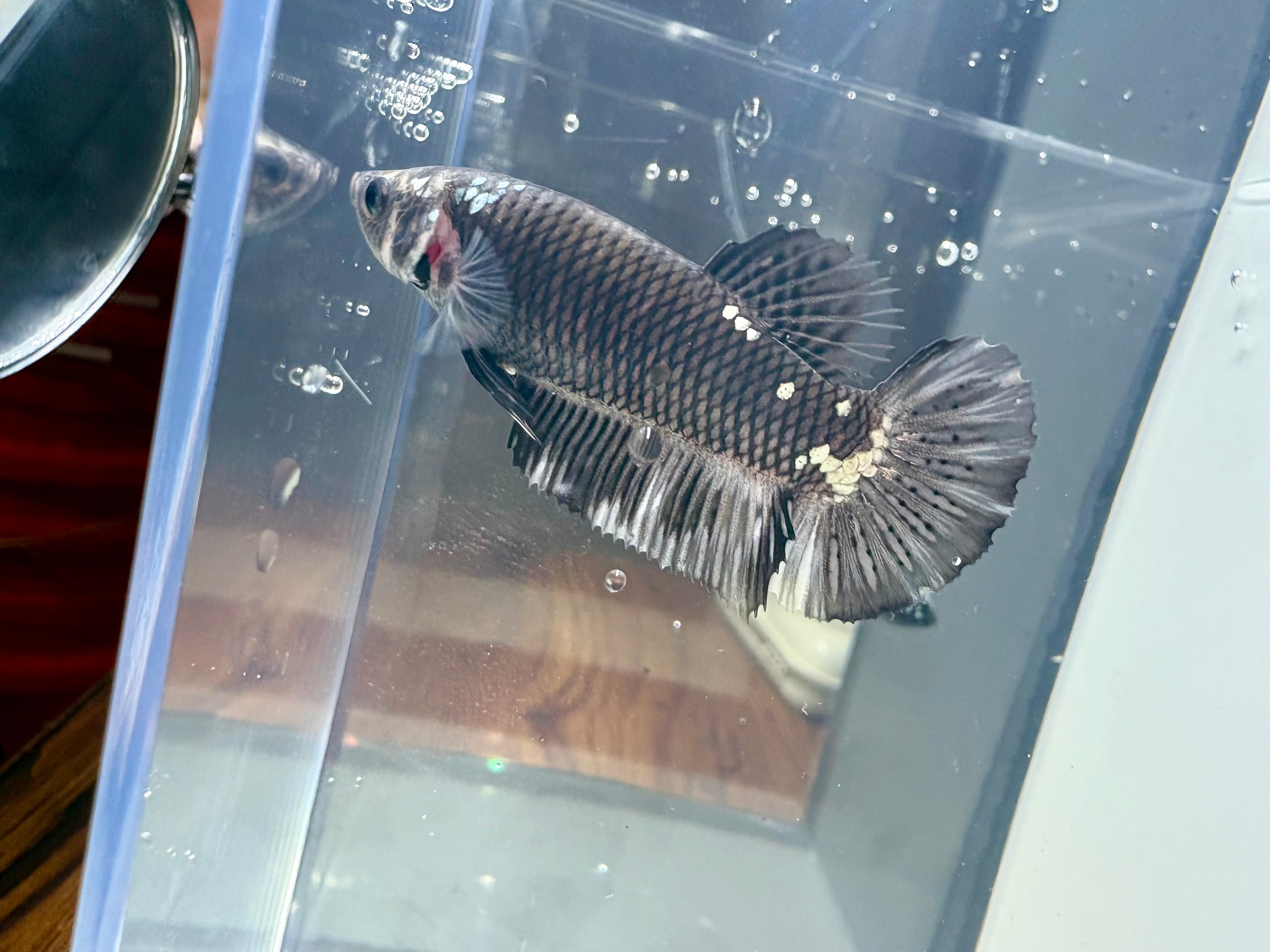 Giant Avatar Samurai Breeding Pair | RZ-68/RZ-69