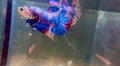 Candy Koi HMPK Male Betta | RZ-62