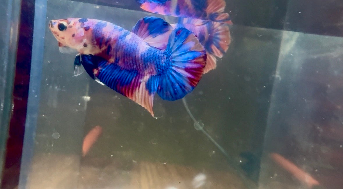 Candy Koi HMPK Male Betta | RZ-62
