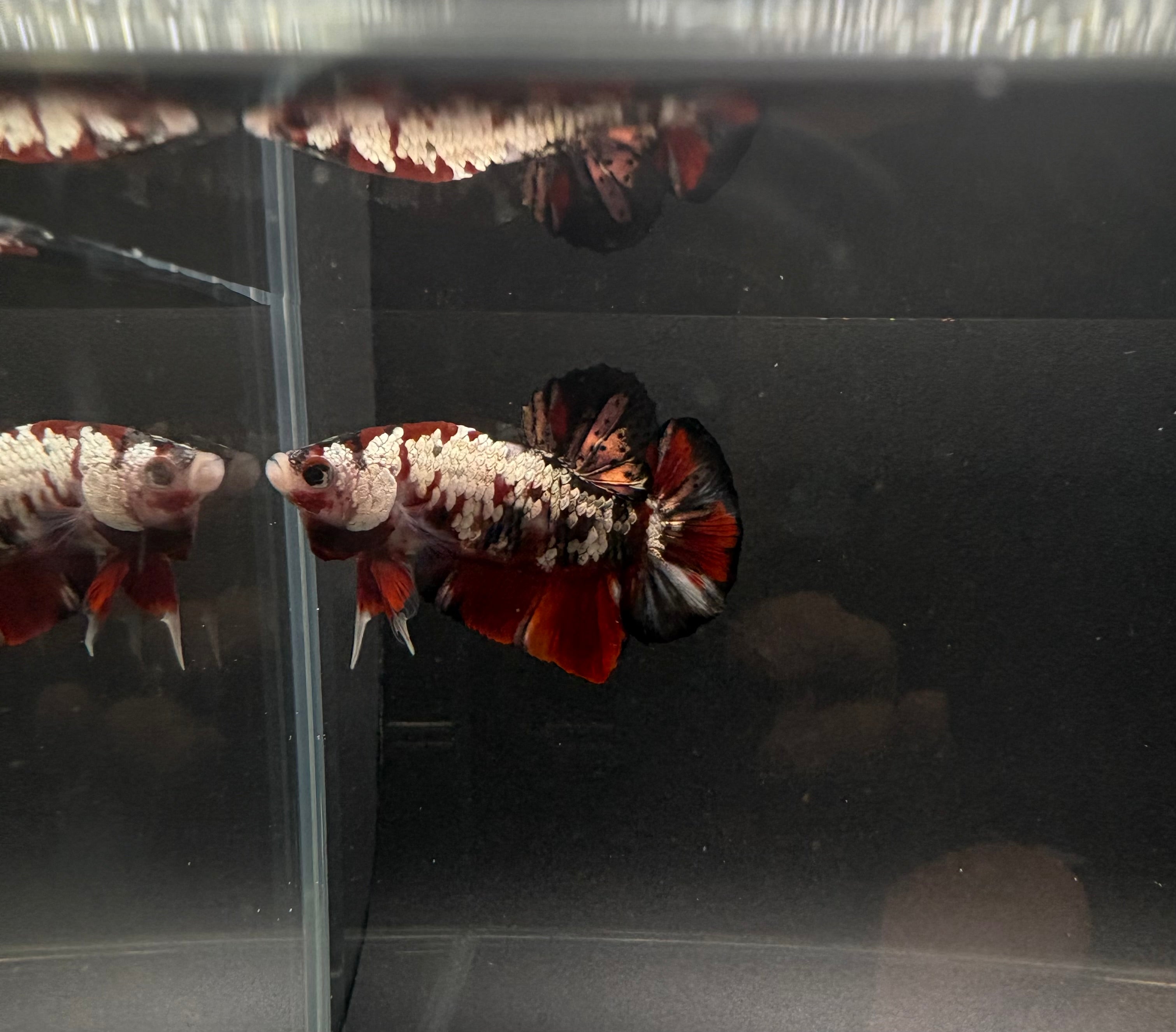 Koi Red Copper HMPK — M-034(2)