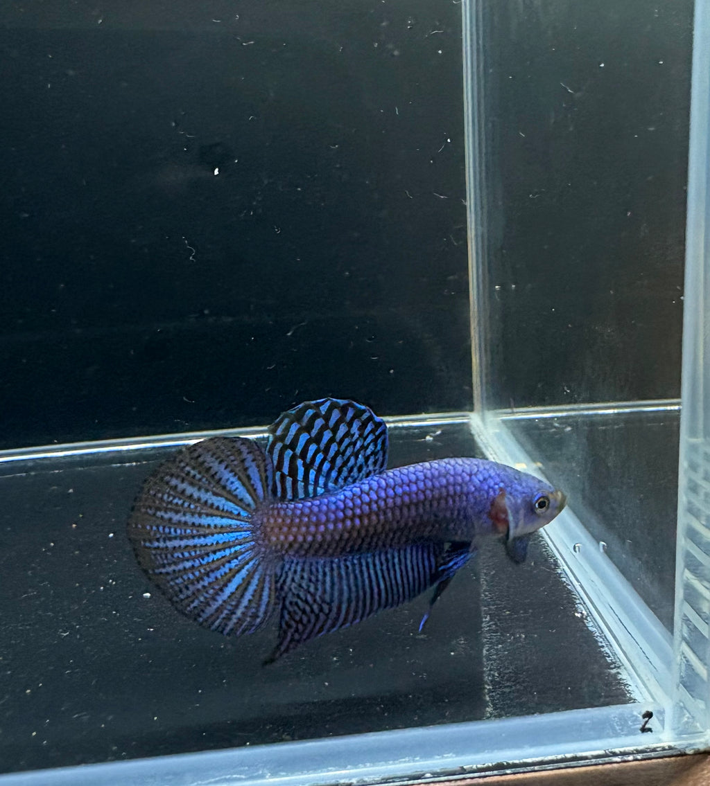 Blue Alien Male Betta | CG-24