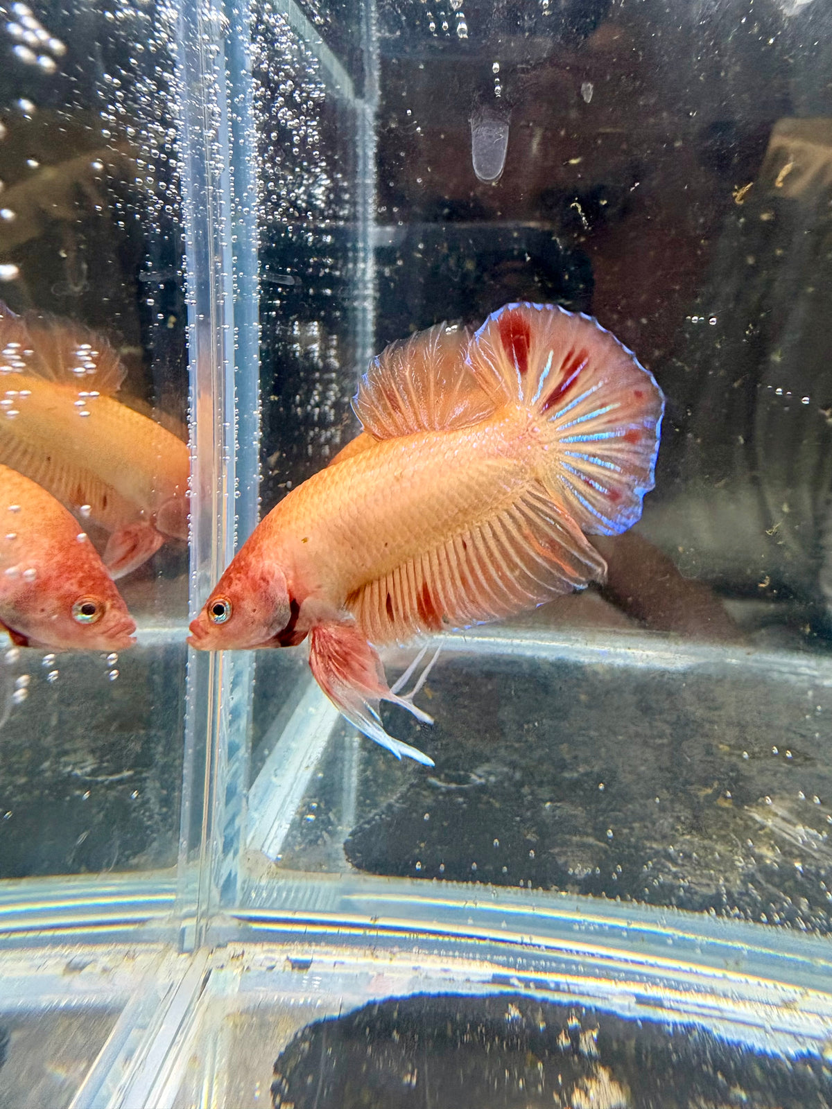 Armaggedon/Vanda HMPK Male Betta | CG-210