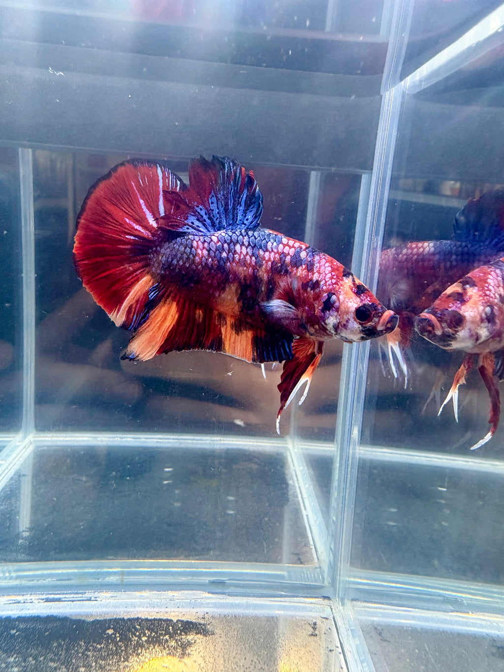 Giant Candy HMPK Male Betta | CG-74