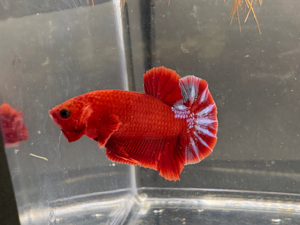 Hellboy HMPK — M-016