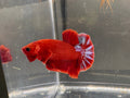 Hellboy HMPK — M-016
