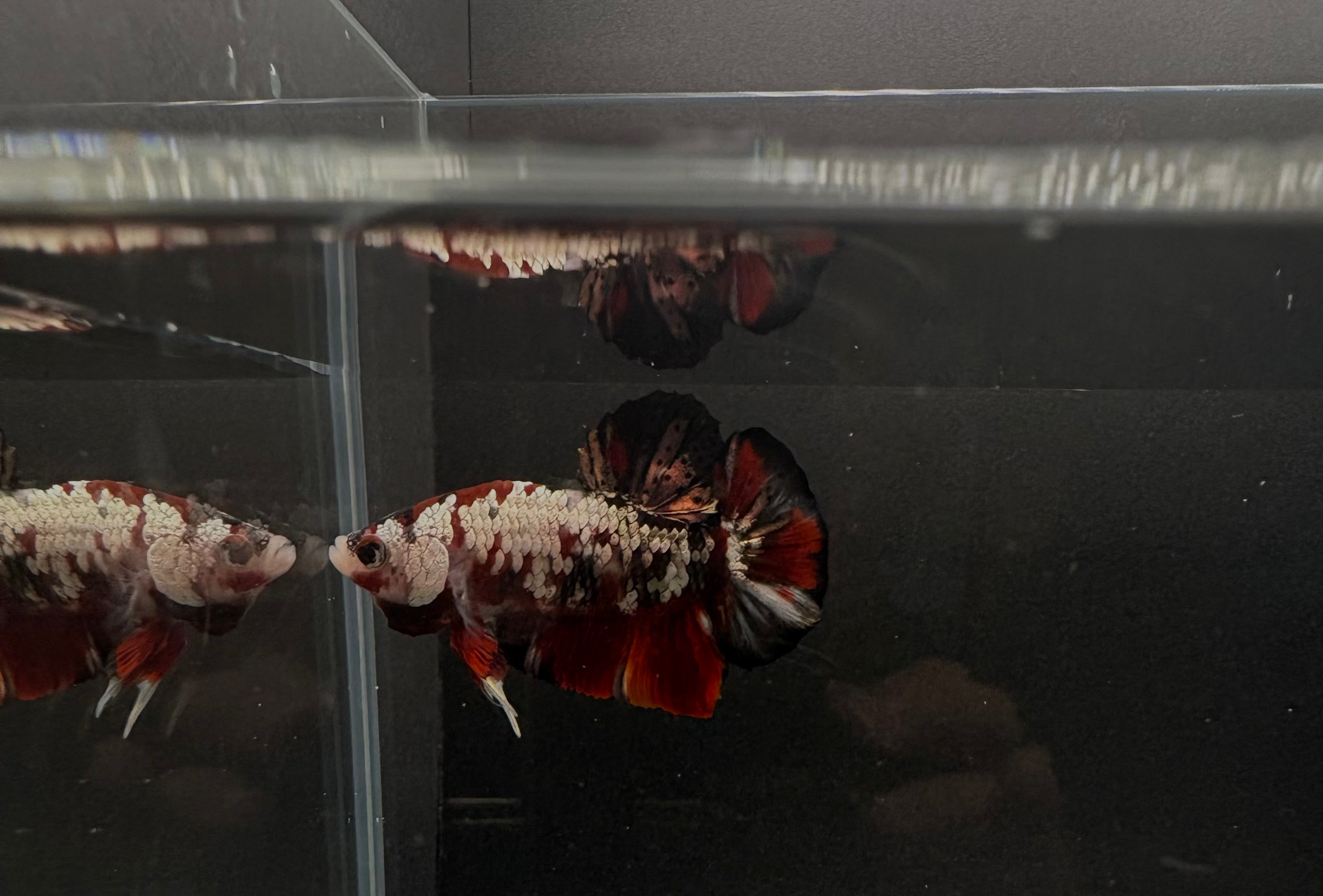 Koi Red Copper HMPK — M-034(2)