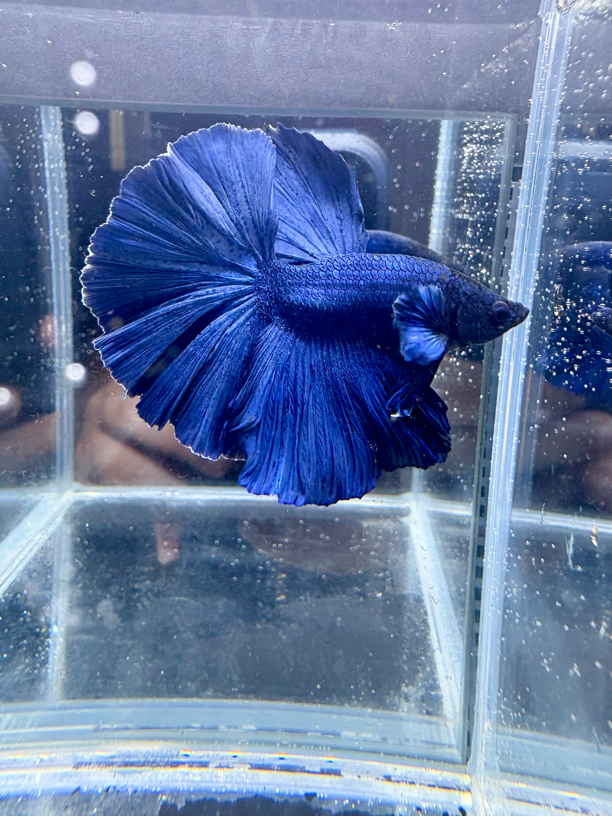Royal Blue OHM Live Betta Fish Male | CG-220
