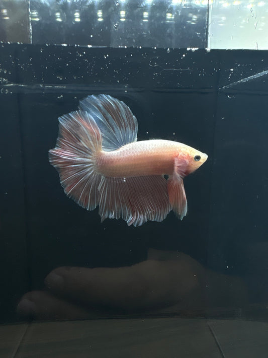 Pink HM Male Betta | RZ-97