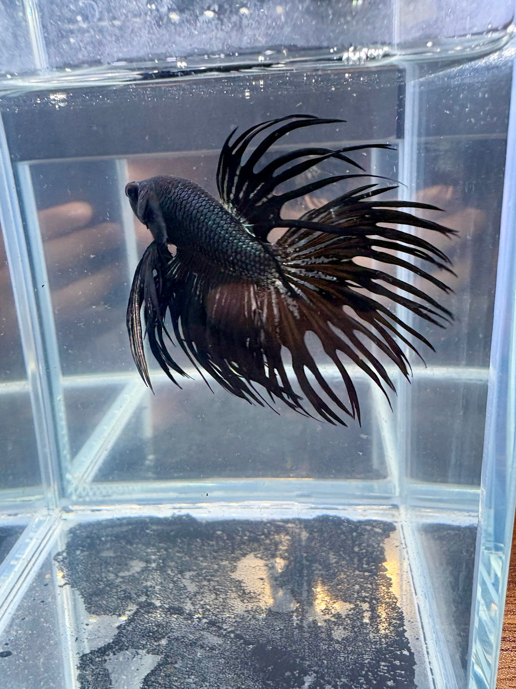 Black Orchid King Crowntail Betta | CG-89