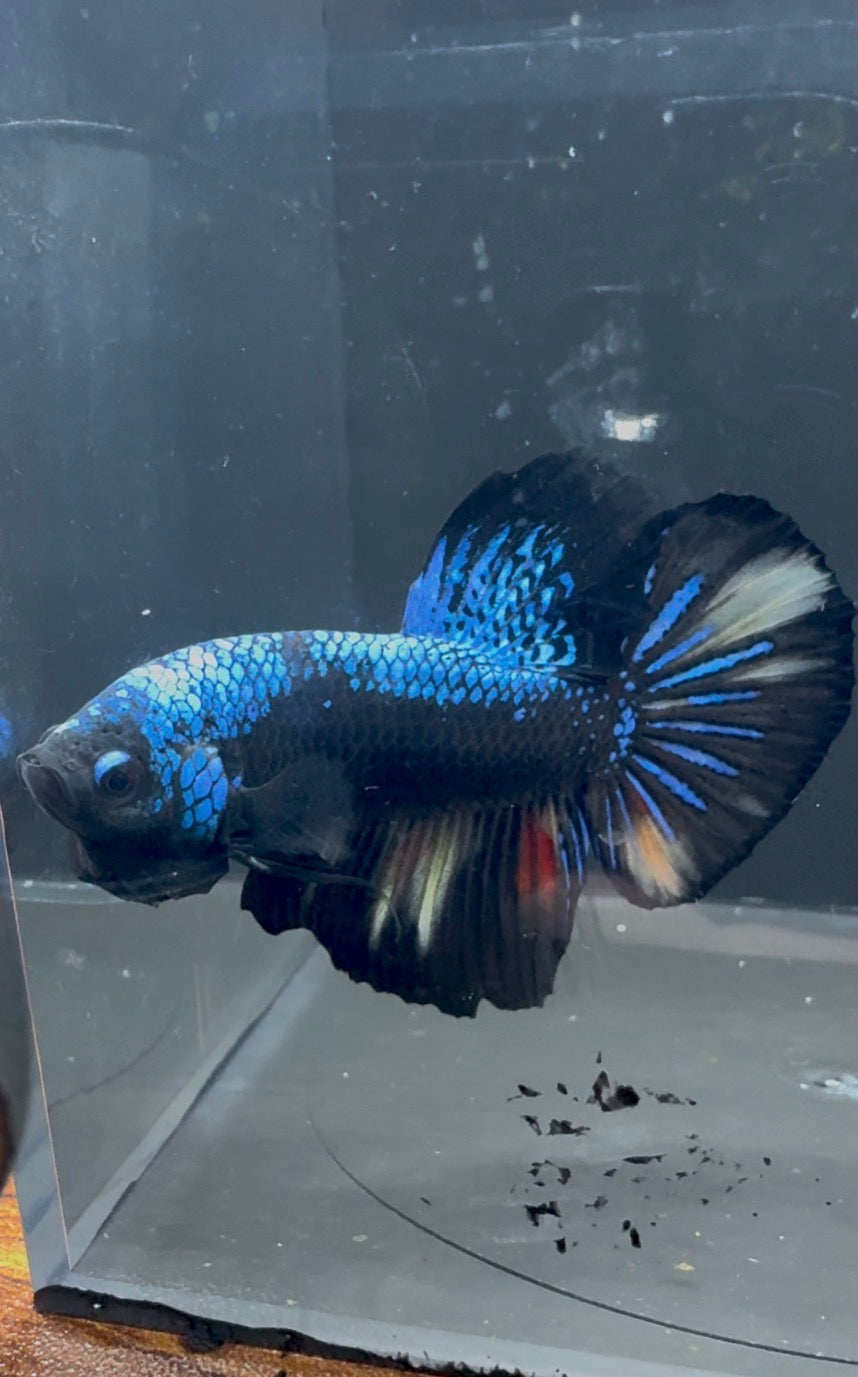 Giant Avatar HMPK Male Betta | RZ-83