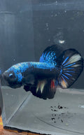 Giant Avatar HMPK Male Betta | RZ-83