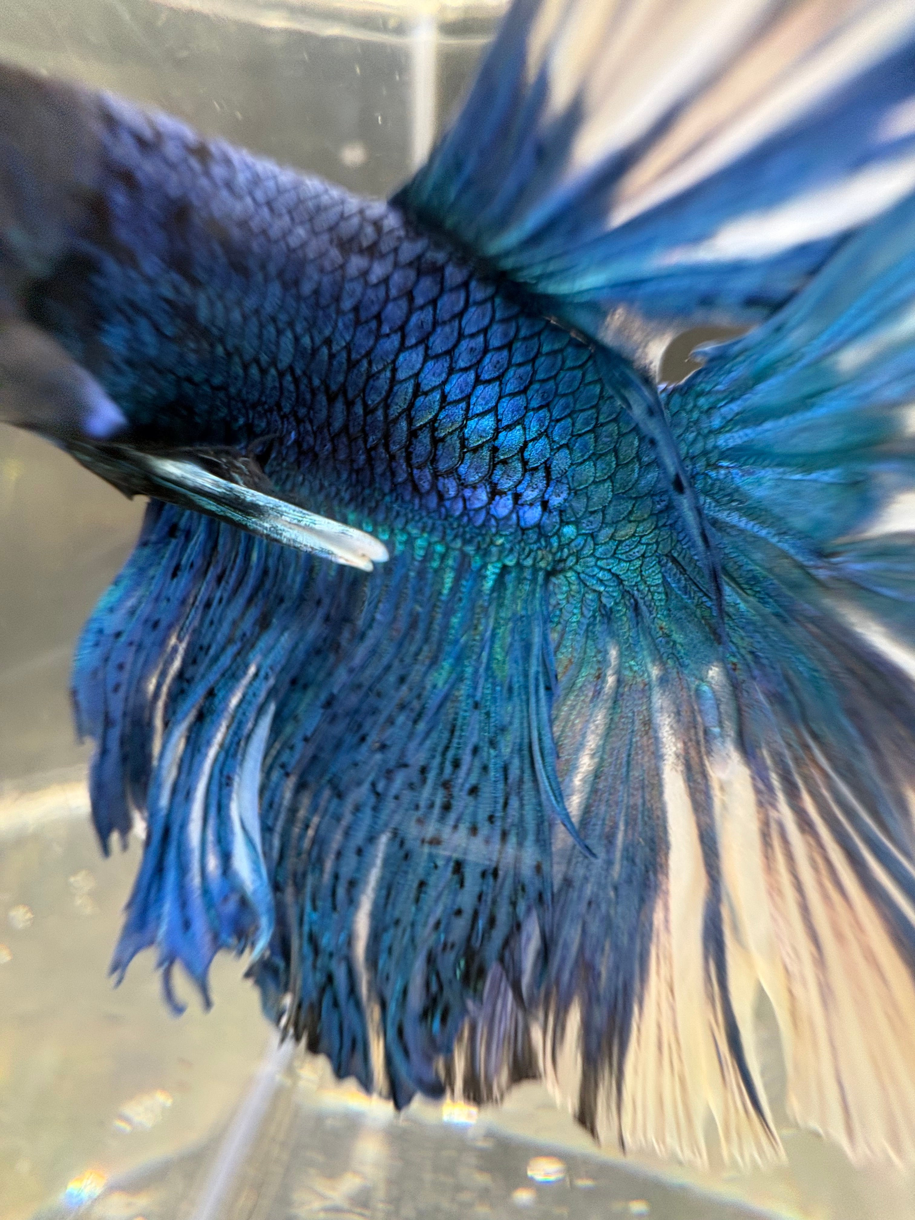 BLUE multicolor Halfmoon — M-005