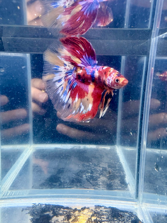 Galaxy Nemo Koi Halfmoon Male Betta | CG-121