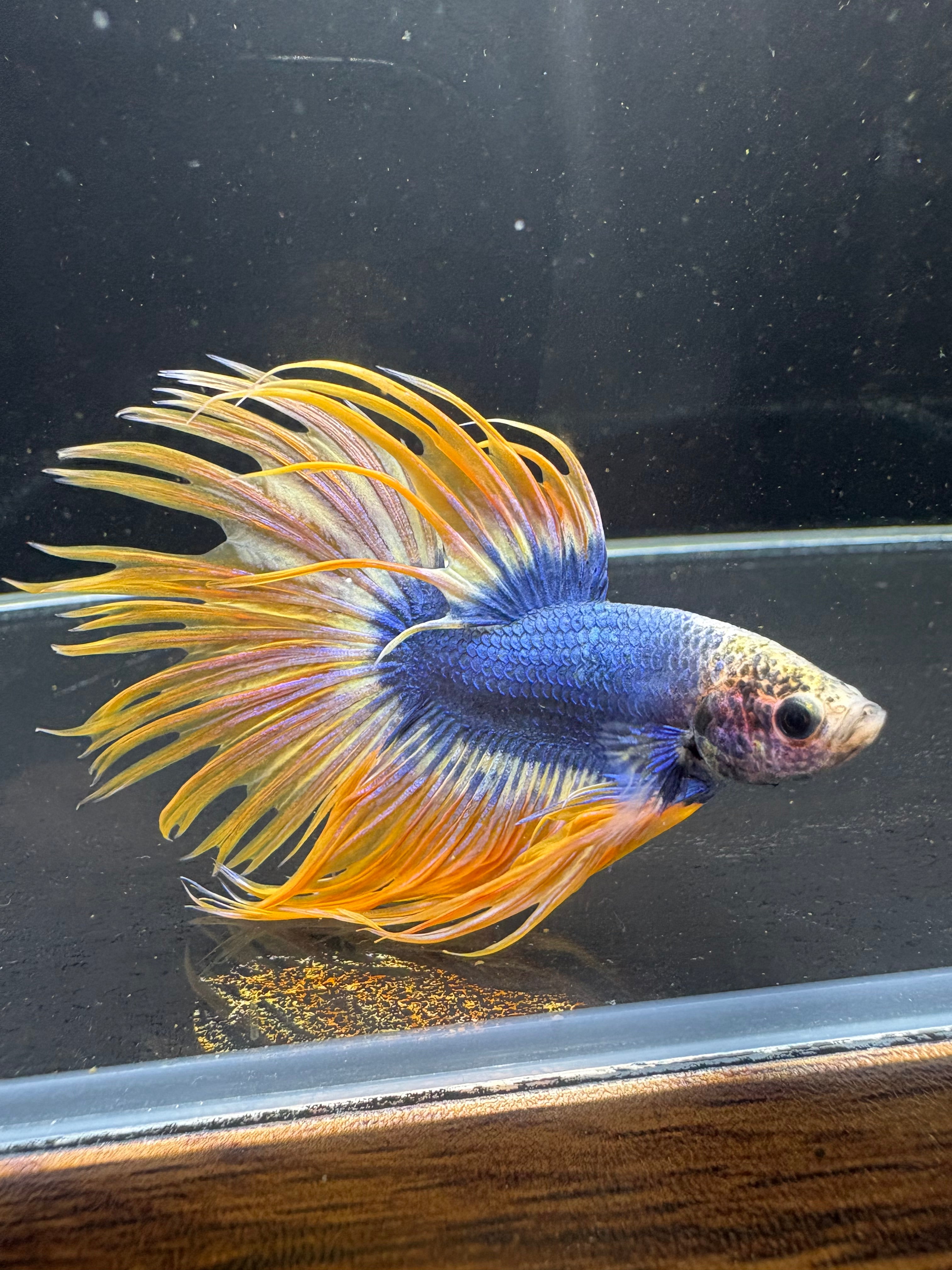 Spider Crowntail Male Betta (Blue/Red) | CG-14
