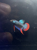 Green Imbellis Red Tail Male Betta Stock Foto