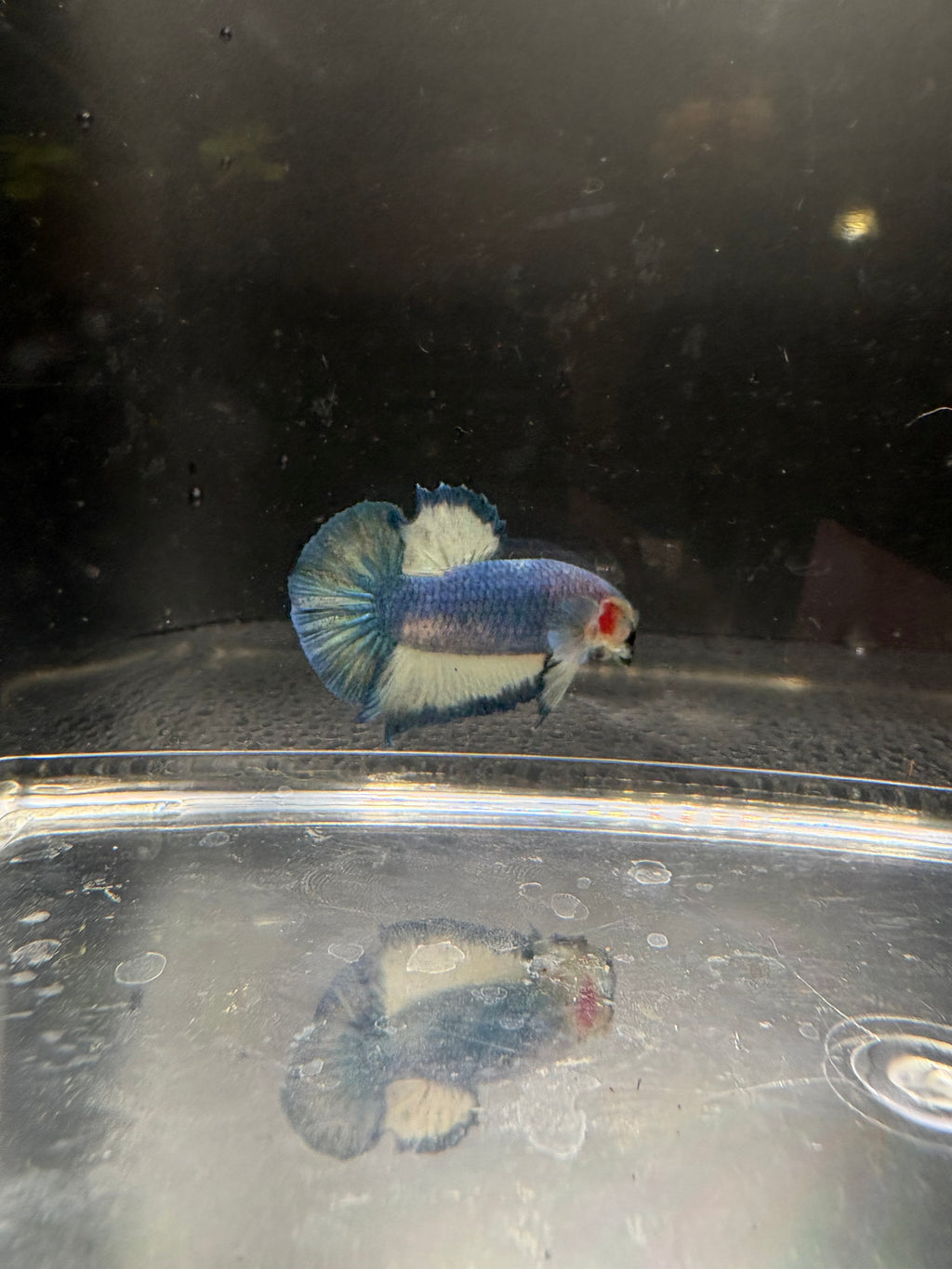 Azul Mármol HMPK — M-032