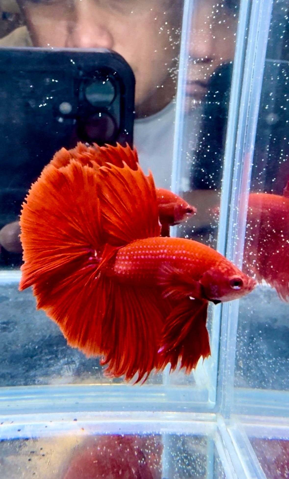 Super Red Solid Color Halfmoon Male Betta | CG-135