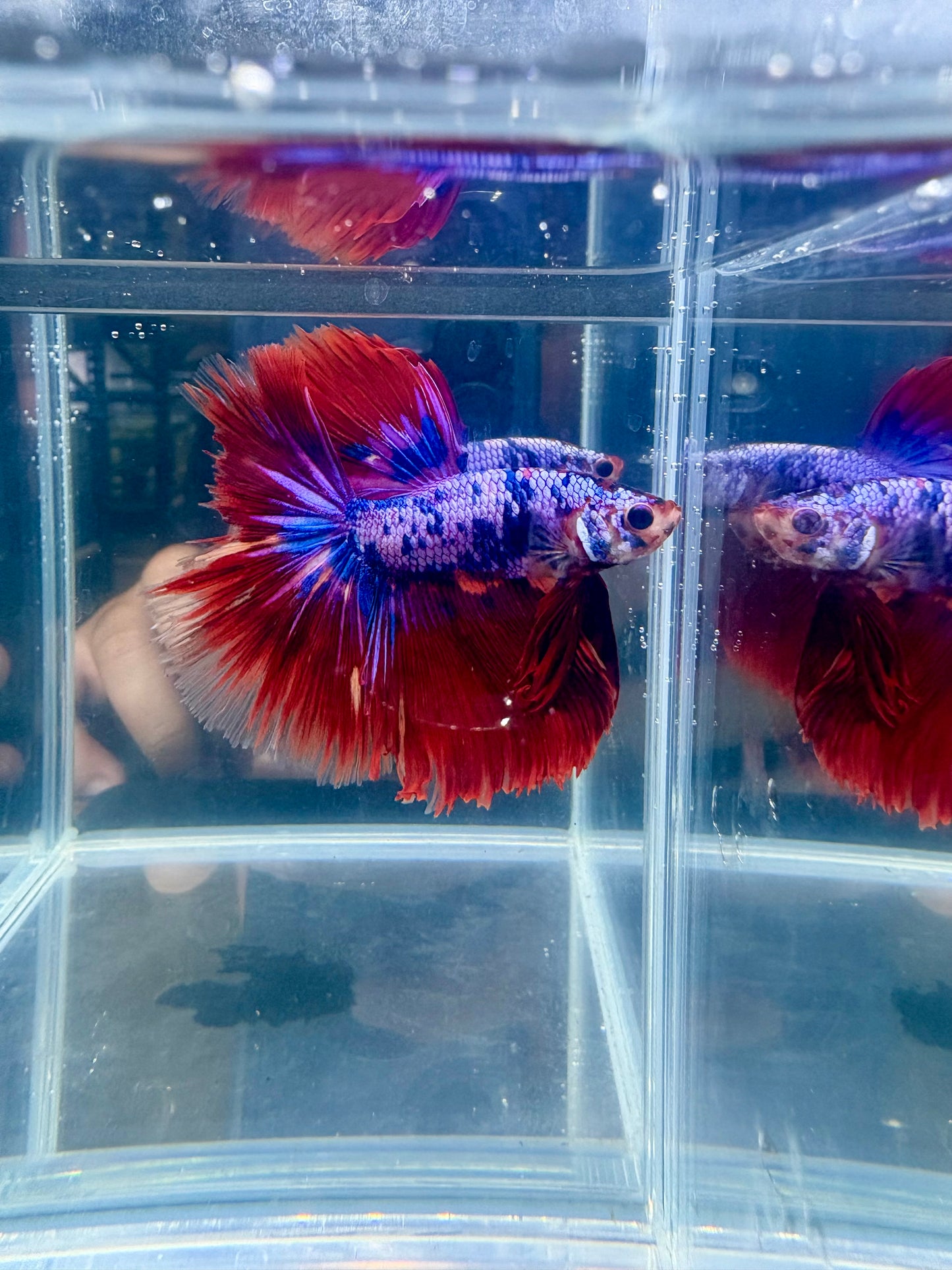 Galaxy Nemo Koi Halfmoon Male Betta | CG-119