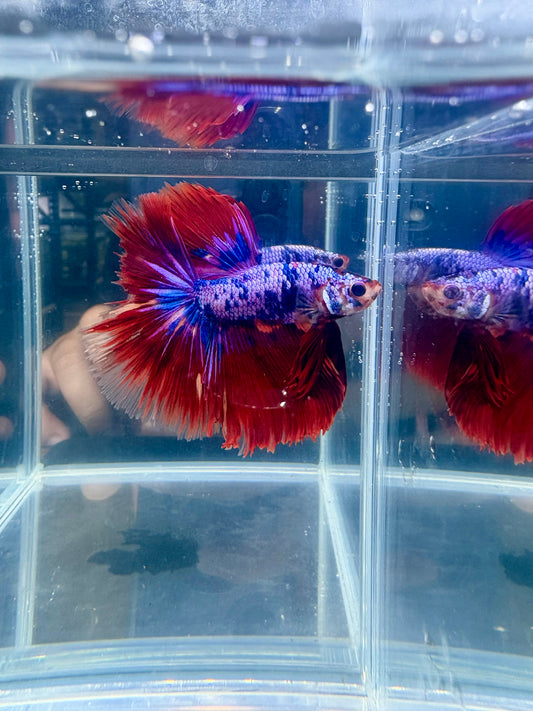 Galaxy Nemo Koi Halfmoon Male Betta | CG-119
