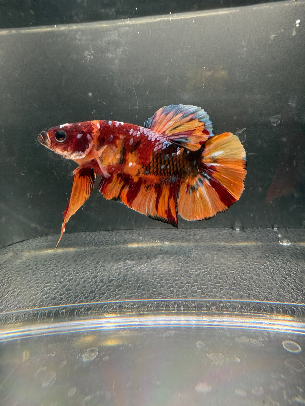 Giant HMPK Breeding Pair