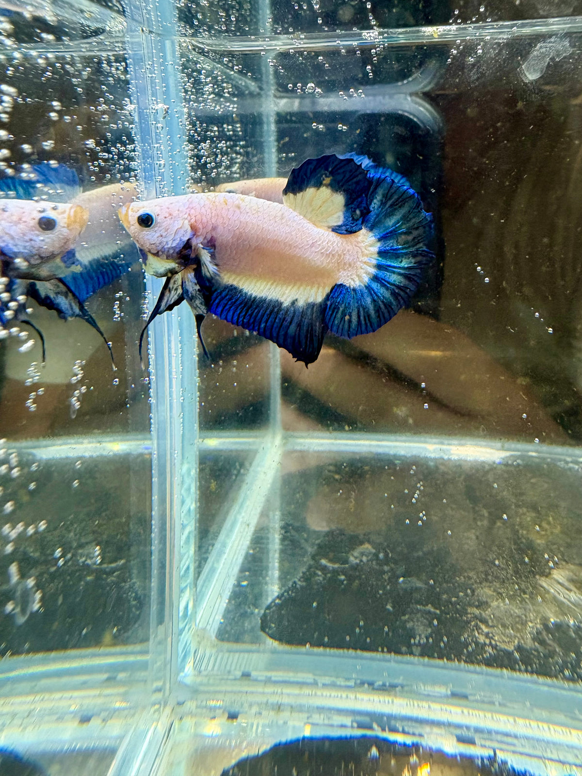 Blue Rim Marble HMPK Male Betta | CG-273