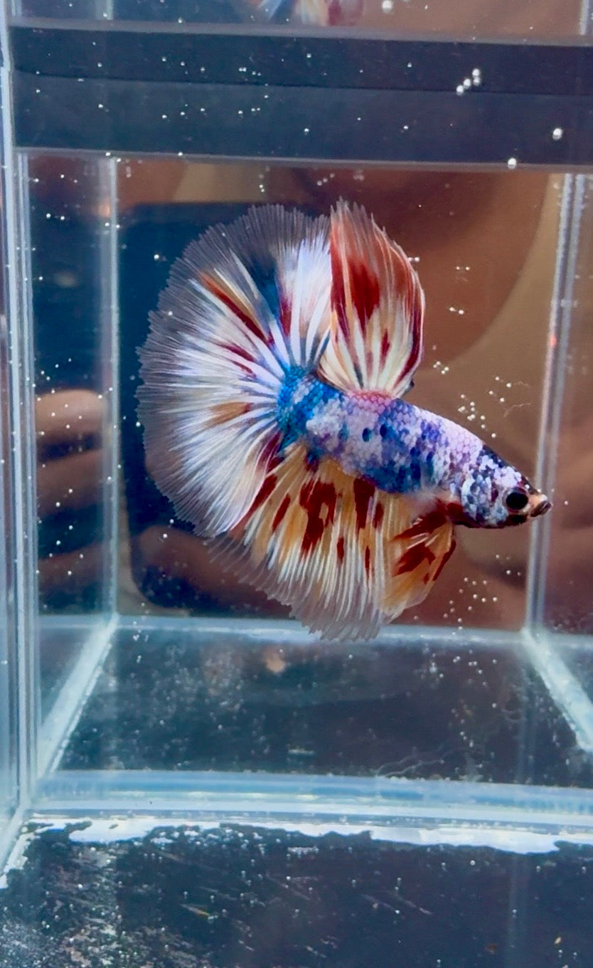 Candy Halfmoon Male Betta | CG-112