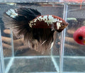 Shadow Black Samurai HM Betta (Rare) | CG-125