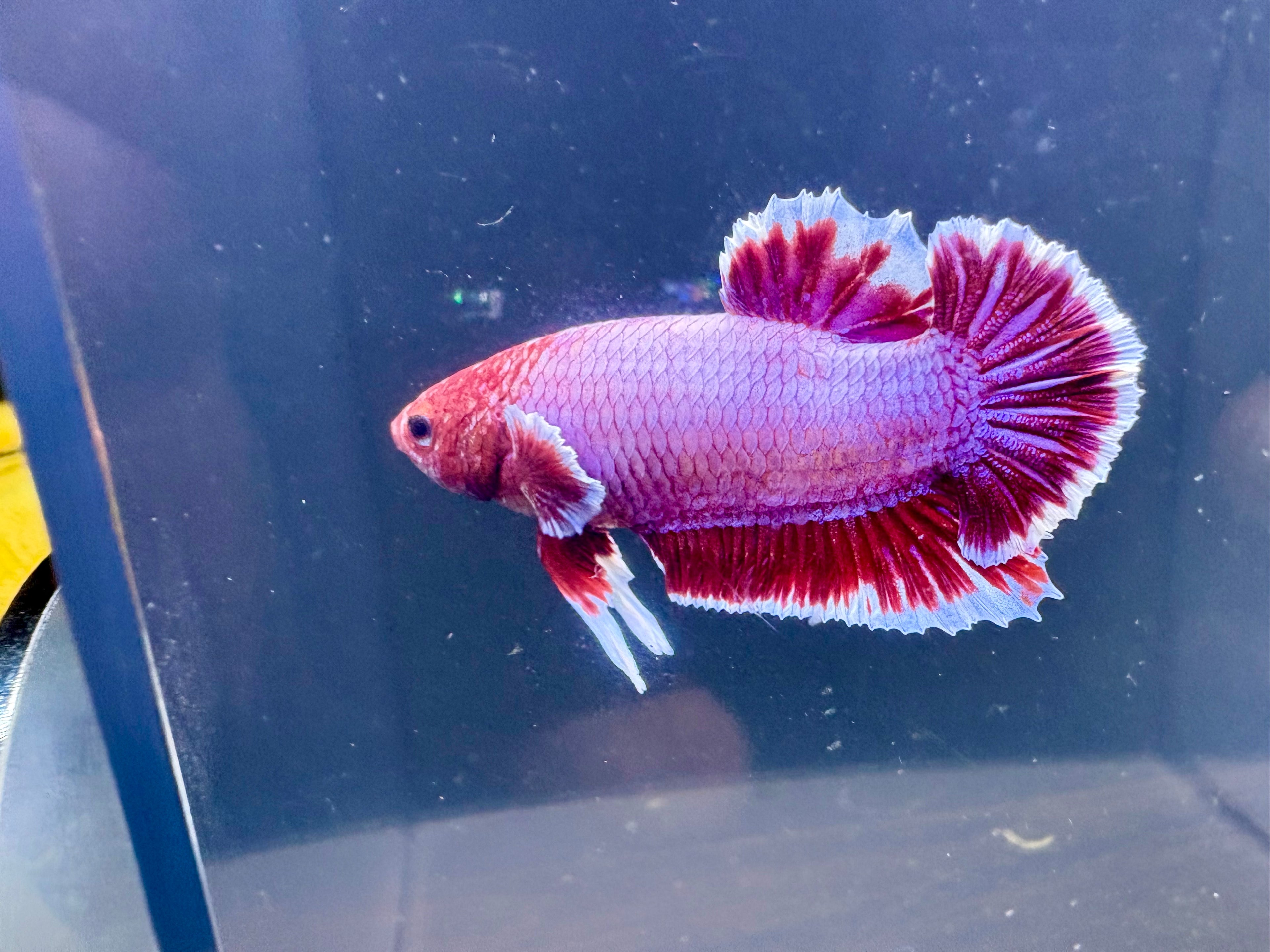 Dumbo Pink Salamander Male Betta | RZ-100
