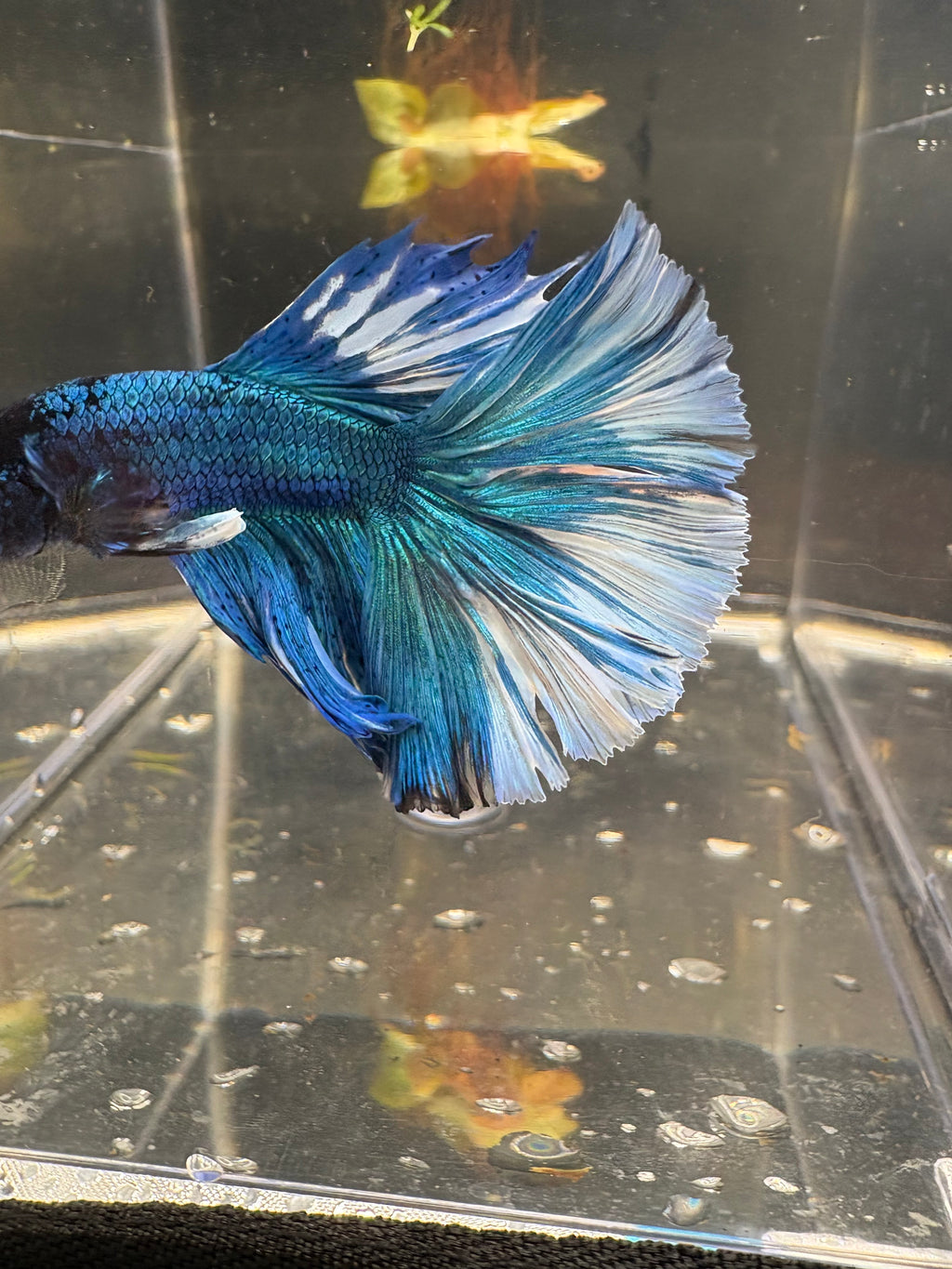 BLUE multicolor Halfmoon — M-005