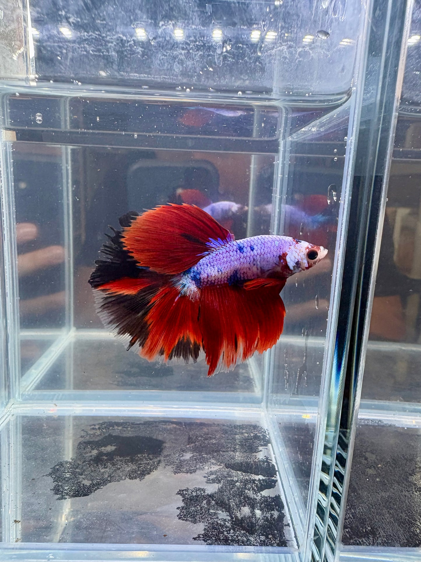 Nemo Pink Candy Dragon Halfmoon Male Betta | CG-71
