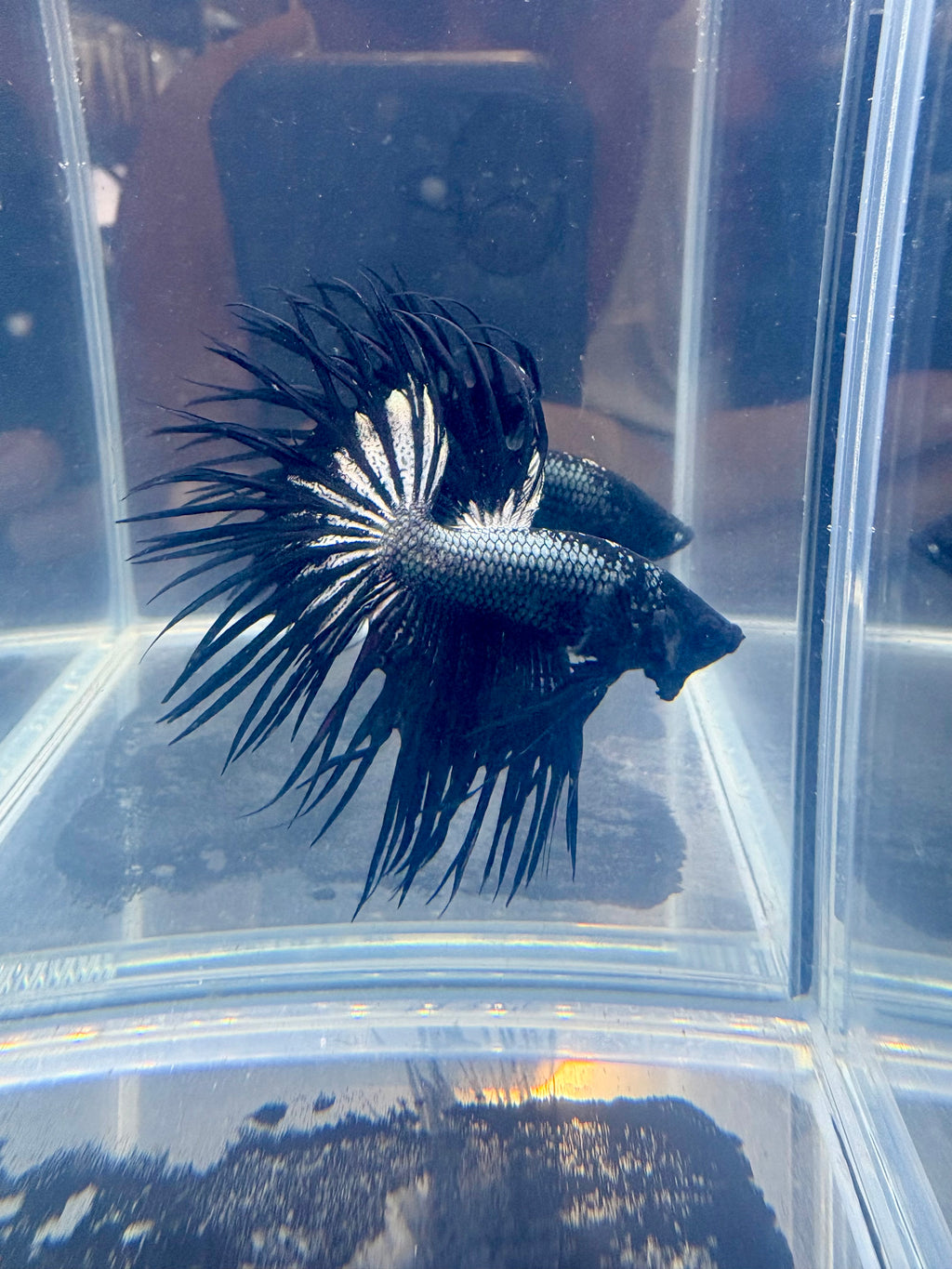 Black Orchid King Crowntail Betta | CG-86