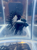 Black Orchid King Crowntail Betta | CG-86