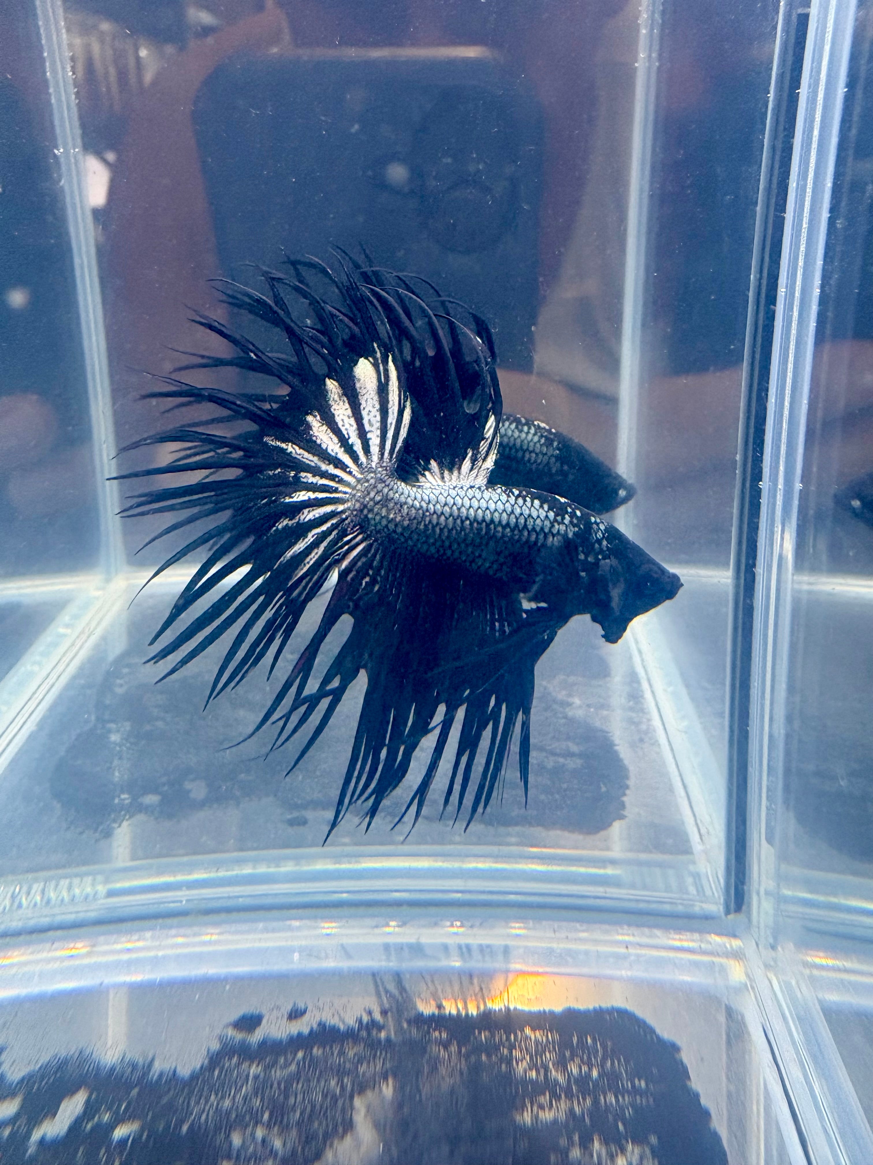 Black Orchid King Crowntail Betta | CG-86