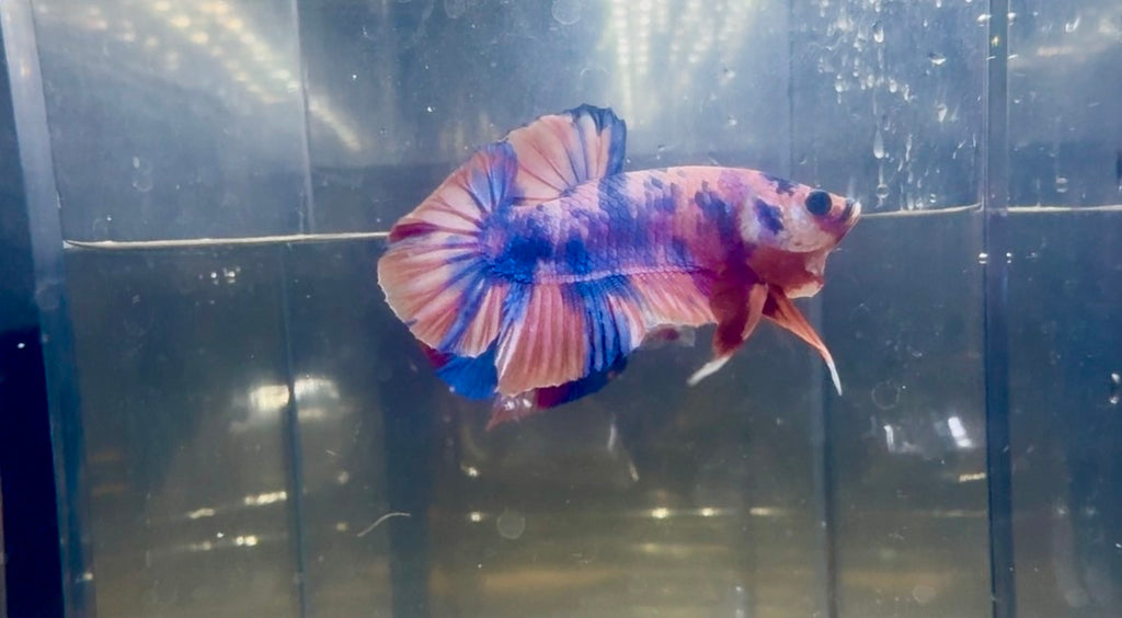 Candy Koi HMPK Male Betta | RZ-61